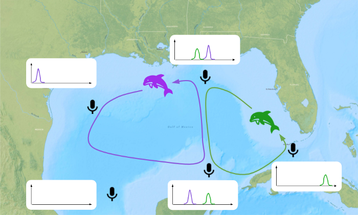 migration_dauphins